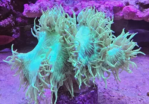 Catalaphyllia jardinei – Elegance Coral (10+cm)