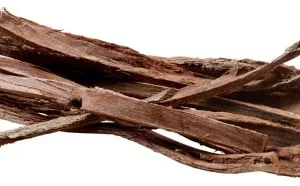 Catappa Bark mantelipuun kuori 12kpl