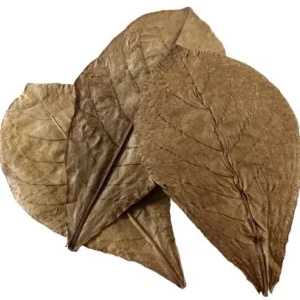 Catappa Leaves Nano mantelipuun lehti 12kpl