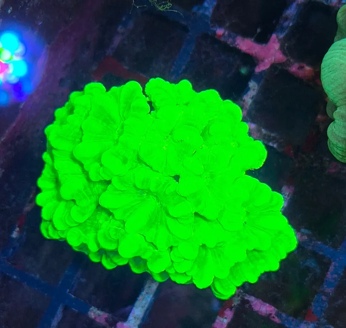 Caulastrea Curvata – Candycane Coral ”Toxic Green”