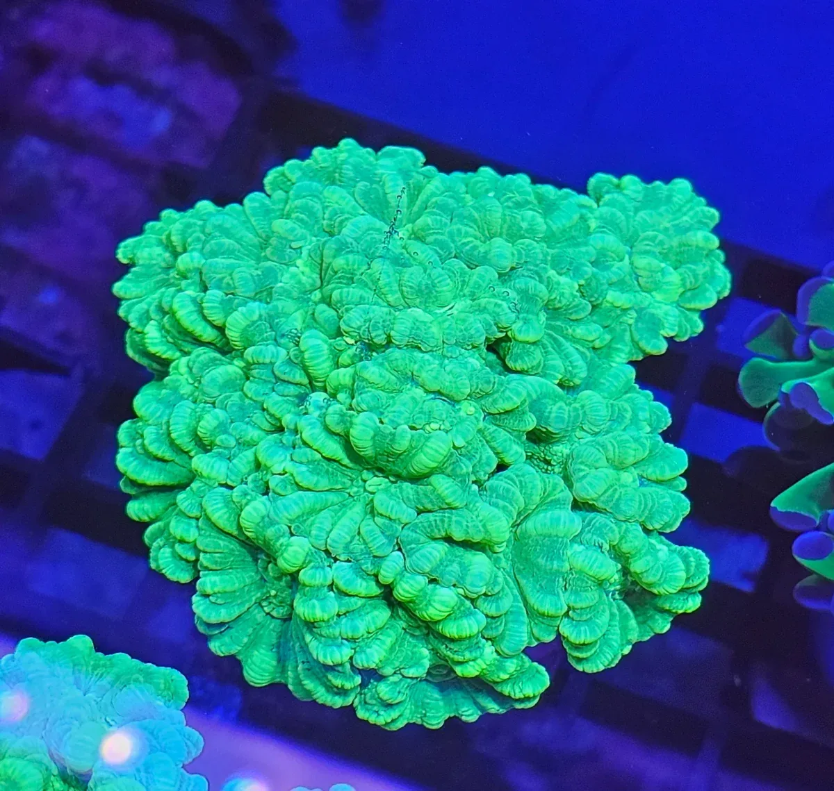 Caulastrea Curvata – Candycane Coral ”Toxic Green” L