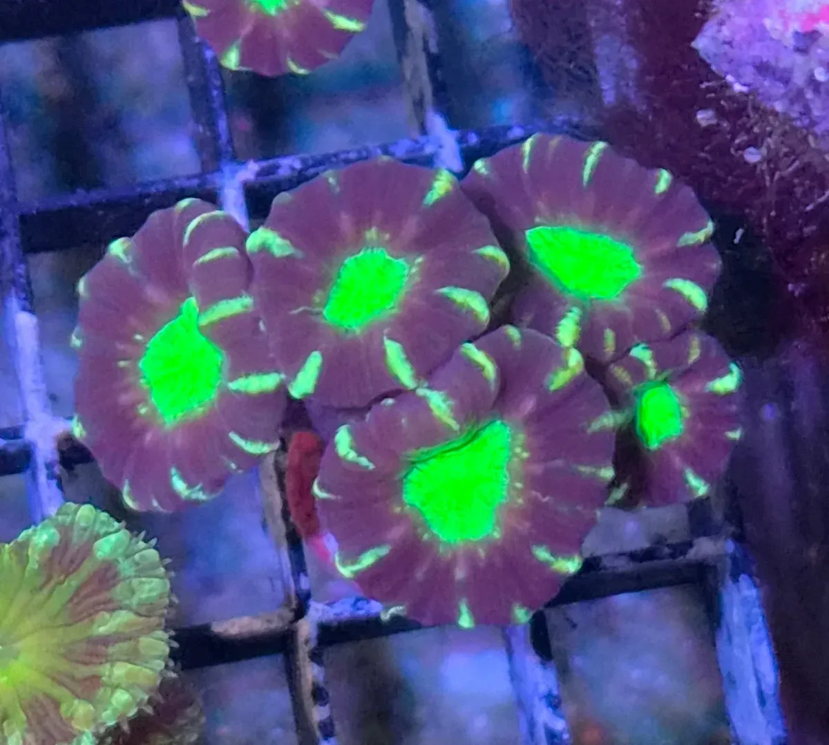 Caulastrea echinulata