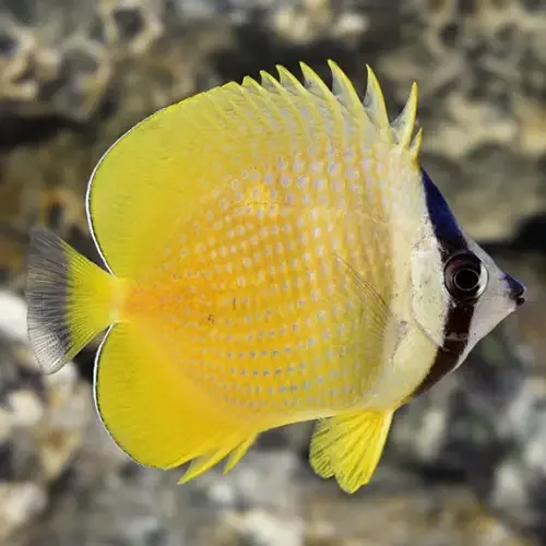 Chaetodon kleinii – Klein’s Butterflyfish