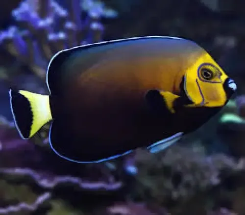 Chaetodontoplus conspicillatus – T.B.