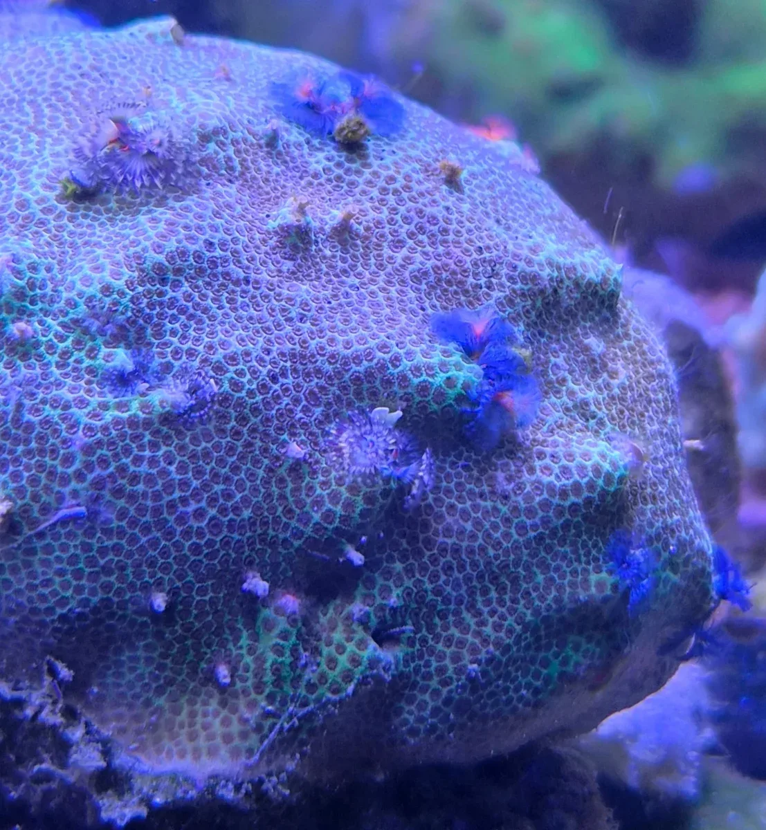Christmas Tree Worm Rock (Porites sp. & Spirobranchus sp.) (M)