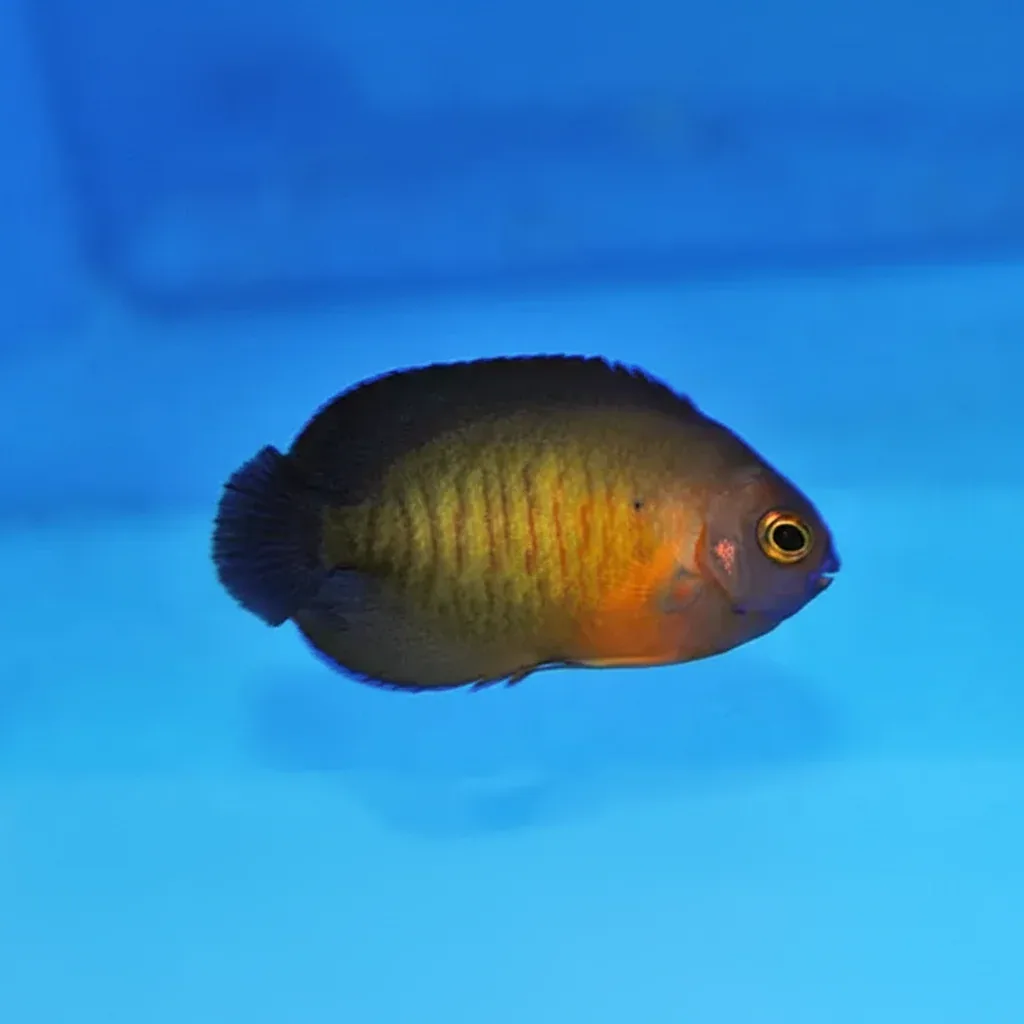 Coral Beauty Angelfish (Centropyge bispinosa)