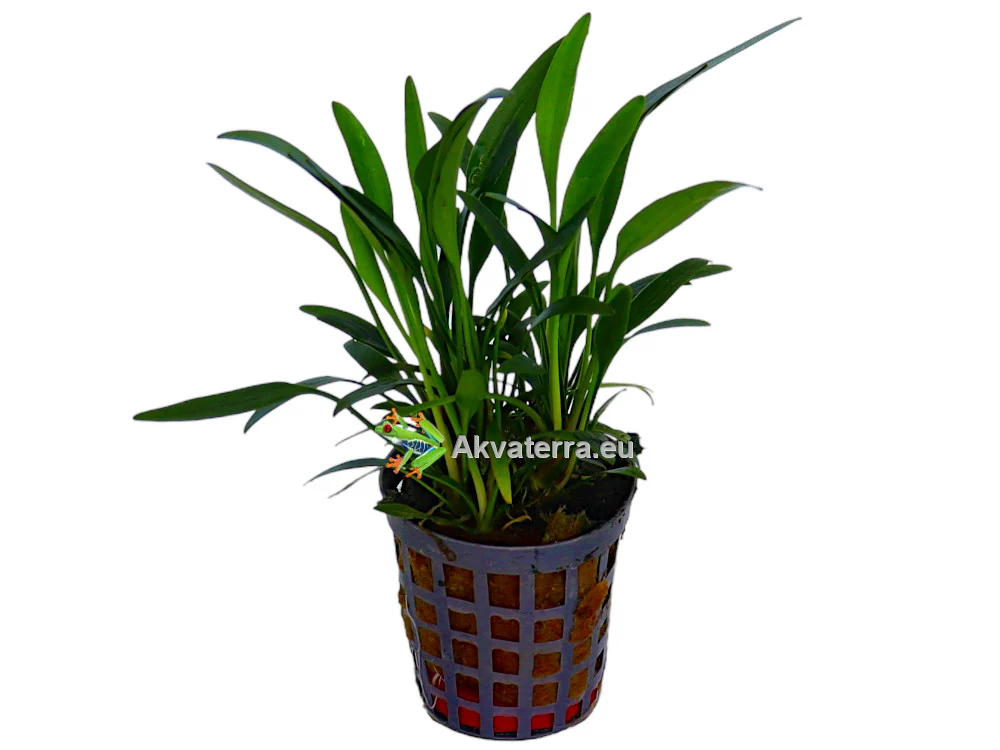 Cryptocoryne amicorum – Melalehti
