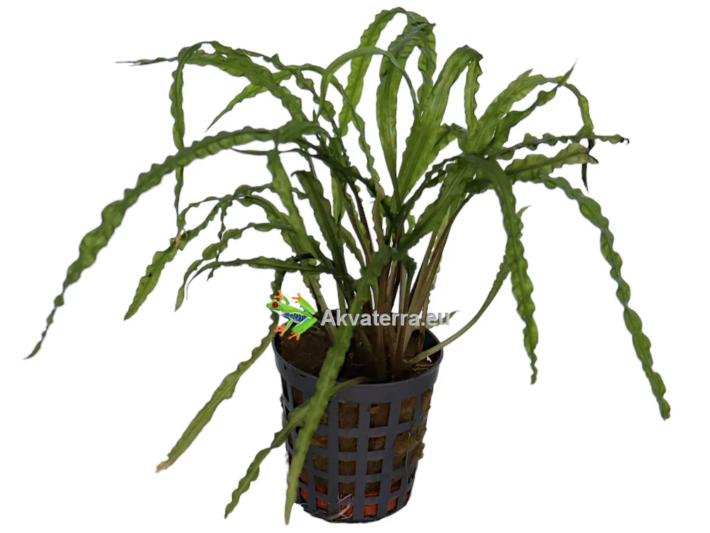 Cryptocoryne balansae – Kurttumelalehti