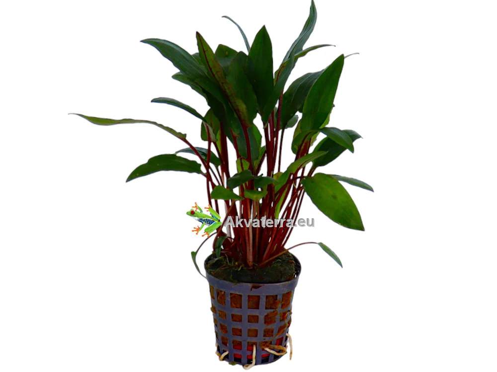 Cryptocoryne beckettii – Melalehti - Image 2