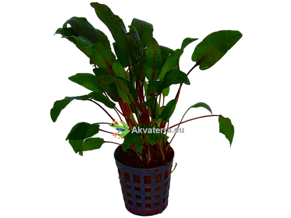 Cryptocoryne bullosa – Melalehti