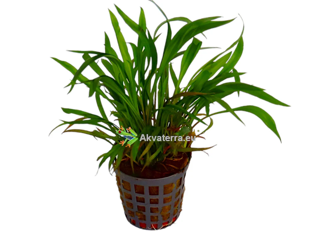 Cryptocoryne spiralis – Melalehti - Image 2