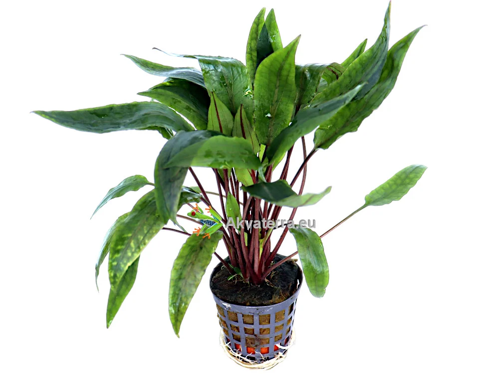 Cryptocoryne undulatus “Kasselman” – Melalehti - Image 2