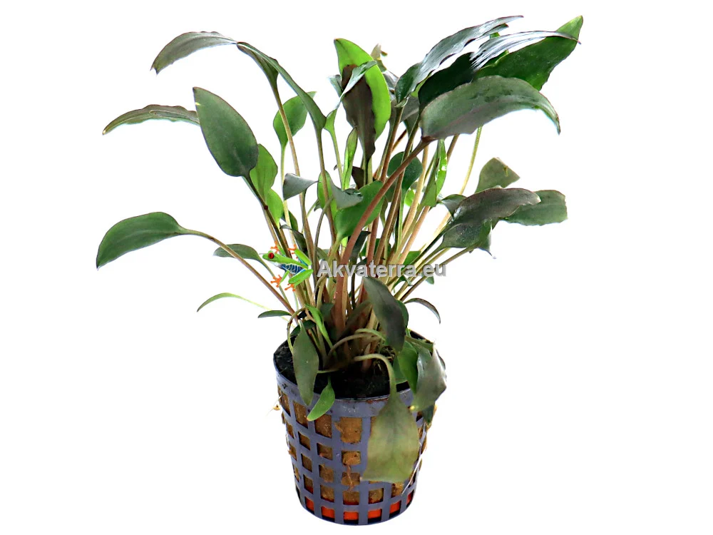 Cryptocoryne walkeri – Melalehti - Image 2