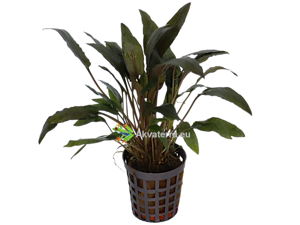 Cryptocoryne wendtii “Brown” – Ruskomelalehti - Image 2