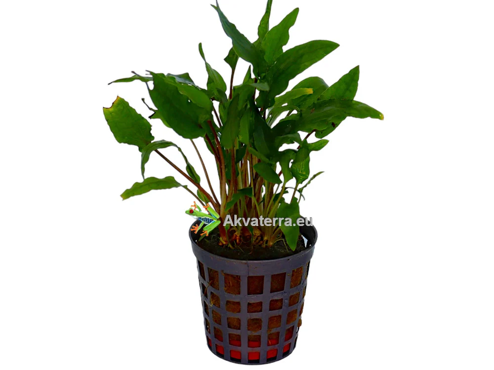 Cryptocoryne wendtii “Green” – Ruskomelalehti - Image 2