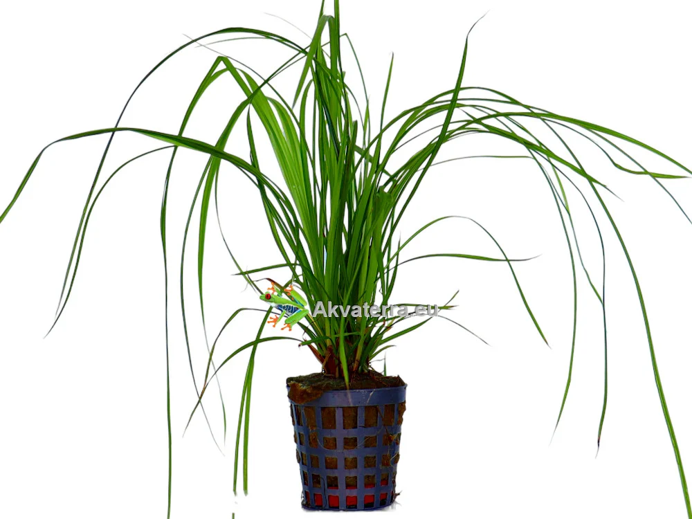 Cyperus helferii – Sarakaisla