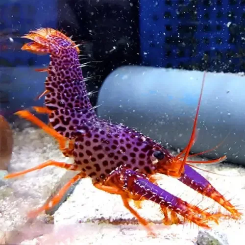 Debelius Reef Lobster (Enoplometopus debelius)