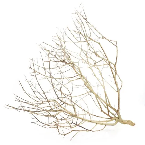 Desert bush S