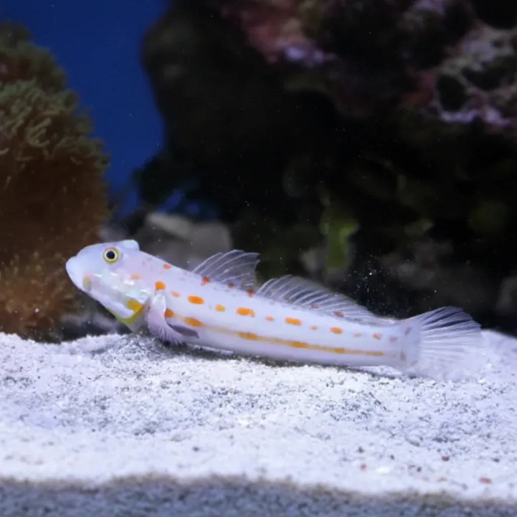 Diamond Watchman Goby (Valenciennea puellaris)