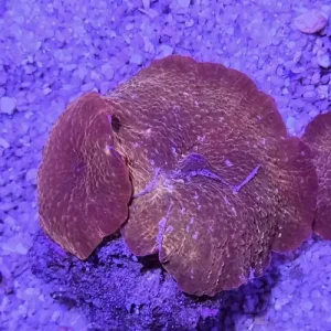 Discosoma Copper orange