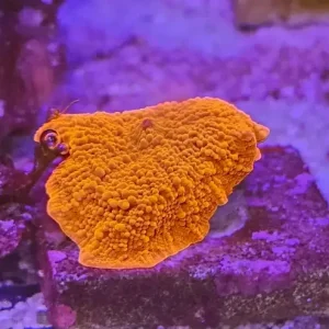 Discosoma Ferrugatum Ultra Red