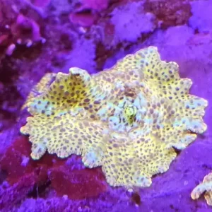 Discosoma Goldflake Premium