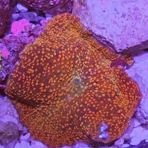 Discosoma Reddish