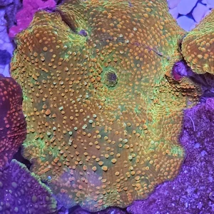 Discosoma RustyGreen