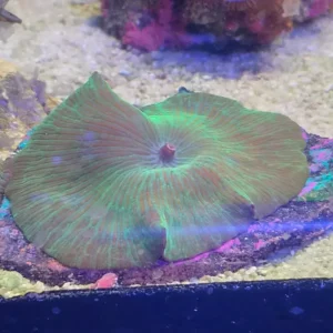 Discosoma striped green