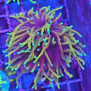 Dragon Soul Torch Coral – (Euphyllia Glabrescens)