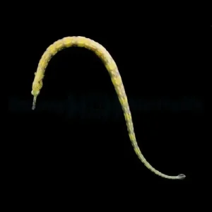 Dragonface Pipefish (Corythoichthys haematopterus)