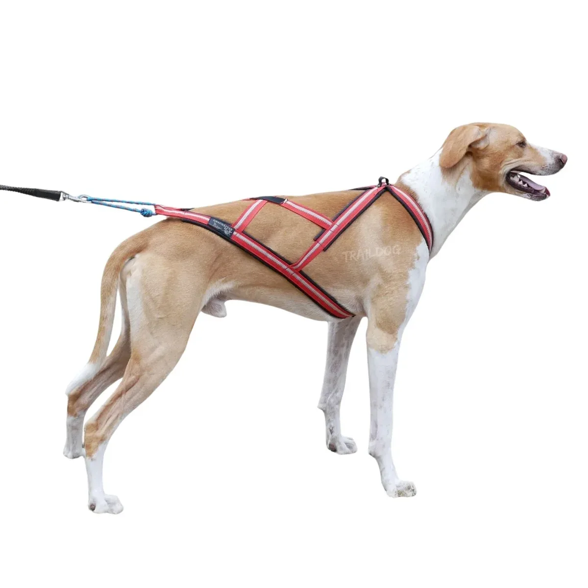 Dragråttan X-Harness