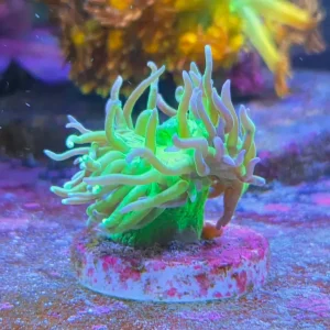 Duncanopsammia axifuga – Duncan Coral