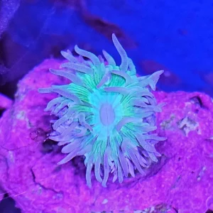 Duncanopsammia axifuga – Duncan Coral