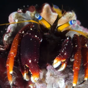 Dwarf Hermit Crab (Calcinus gaimardii)