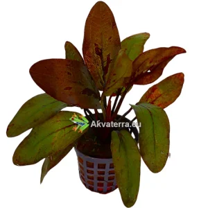Echinodorus “Altlandsberg” – Miekkakasvi