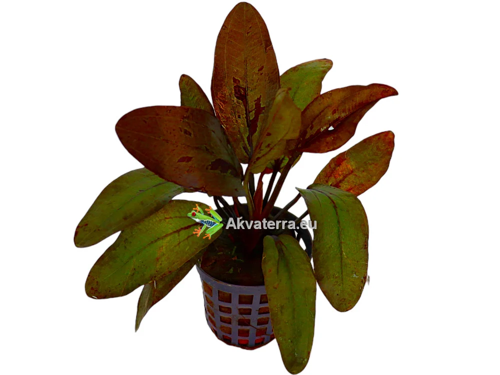Echinodorus “Altlandsberg” – Miekkakasvi