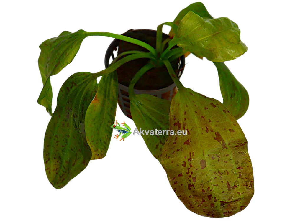 Echinodorus chrileni – Miekkakasvi - Image 2