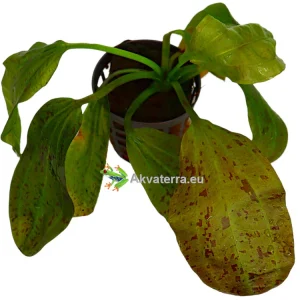 Echinodorus chrileni – Miekkakasvi