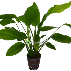 Echinodorus parviflorus – Miekkakasvi