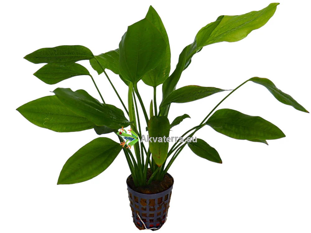 Echinodorus parviflorus – Miekkakasvi - Image 2