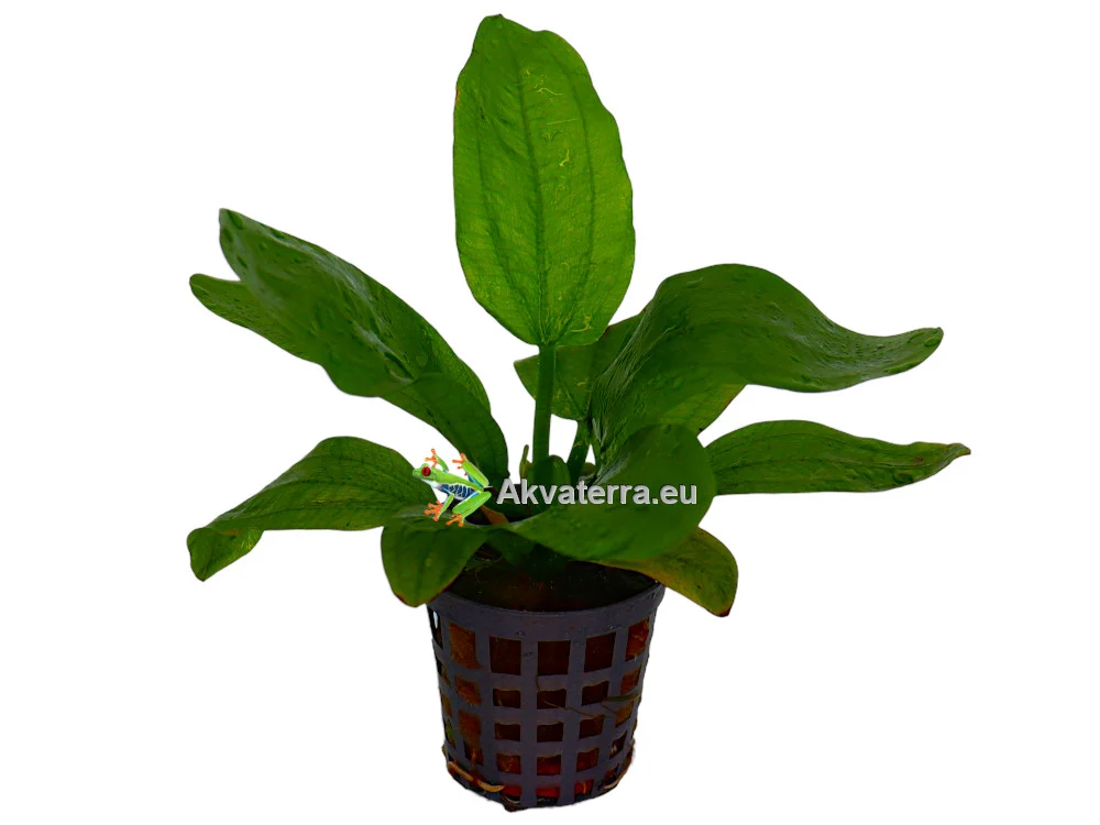 Echinodorus radicans – Miekkakasvi - Image 2