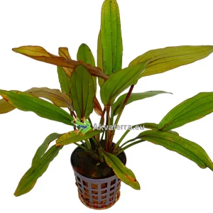 Echinodorus “Rose” – Miekkakasvi