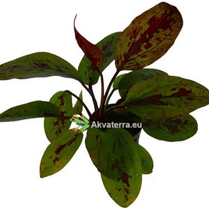 Echinodorus “Sunset” – Miekkakasvi