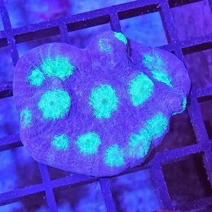 Echinophyllia ”Chalise” Green Eye