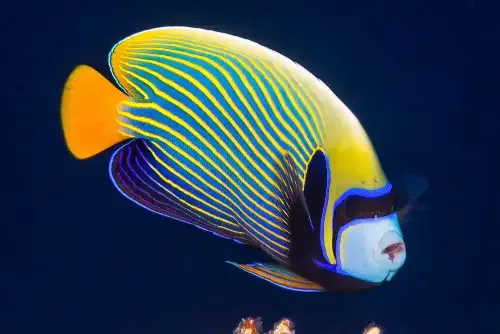 Emperor Angelfish (Pomacanthus imperator) L-koko