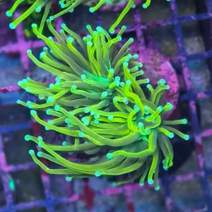 Euphyllia Glabrescens ”Gold Torch”