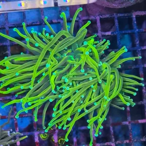 Euphyllia Glabrescens ”Gold Torch”
