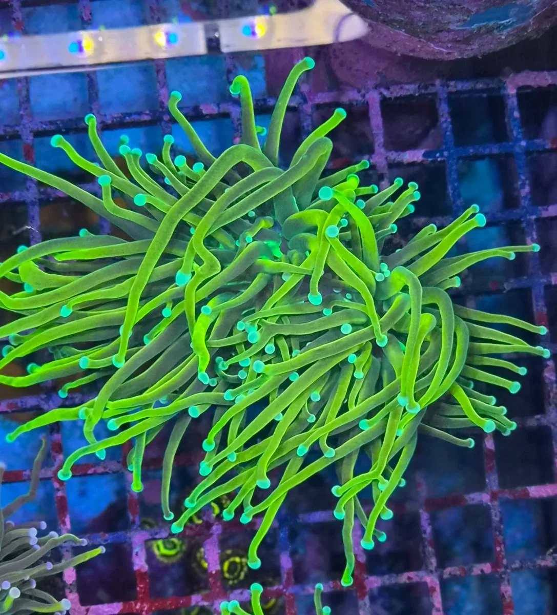 Euphyllia Glabrescens ”Gold Torch”