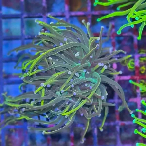 Euphyllia glabrescens ”Rapunzel”